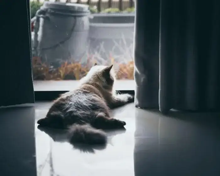 Indoor cat playing