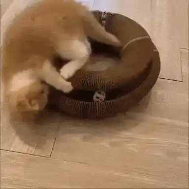Cat scratching surface
