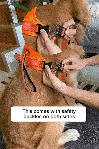 Dog walking with ease