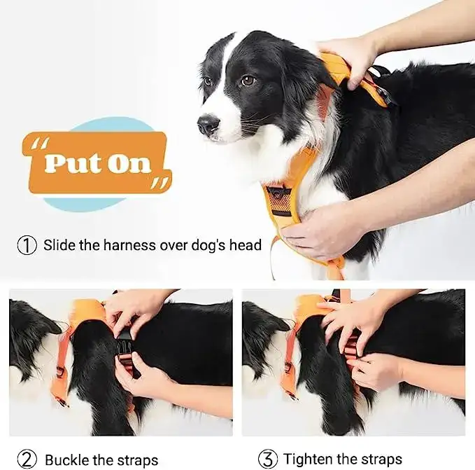Leash pulling test