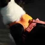 Dog Harness And Retractable Leash Set All-in-One - Image 2