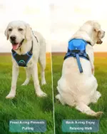Dog Harness and Retractable Set All - Image 5
