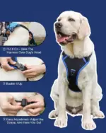 Dog Harness and Retractable Set All - Image 8