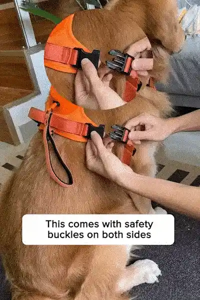 Dog Harness and Leash