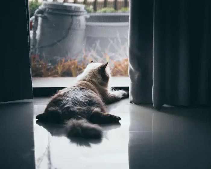 Cat Toy in Action