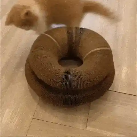 Cat playing with scratcher