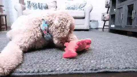 Lobster toy in action