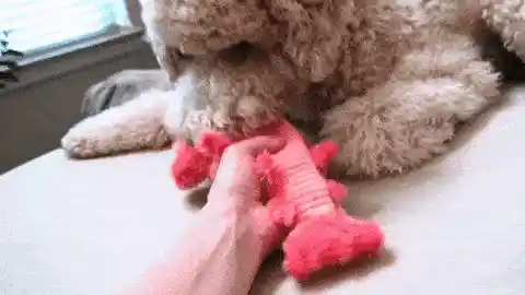 Lobster toy flipping