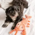 Floppy Lobster Interactive Dog Toys - Image 3