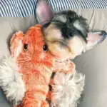 Floppy Lobster Interactive Dog Toys - Image 4