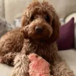 Floppy Lobster Interactive Dog Toys - Image 2