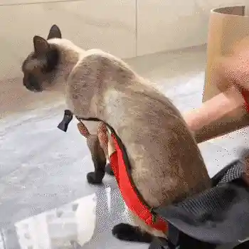 Pet backpack in use
