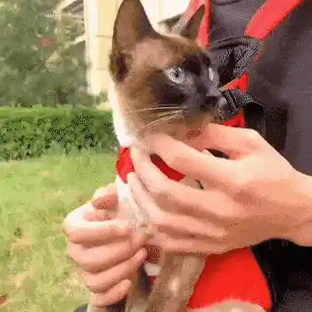 Pet safety features