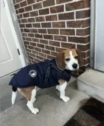 WATERPROOF DOG JACKET WITH HARNESS - Image 13