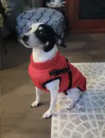 WATERPROOF DOG JACKET WITH HARNESS - Image 9