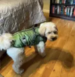 WATERPROOF DOG JACKET WITH HARNESS - Image 11