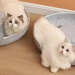 Peekaboo Cat Cave - Image 10