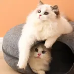 Peekaboo Cat Cave - Image 11