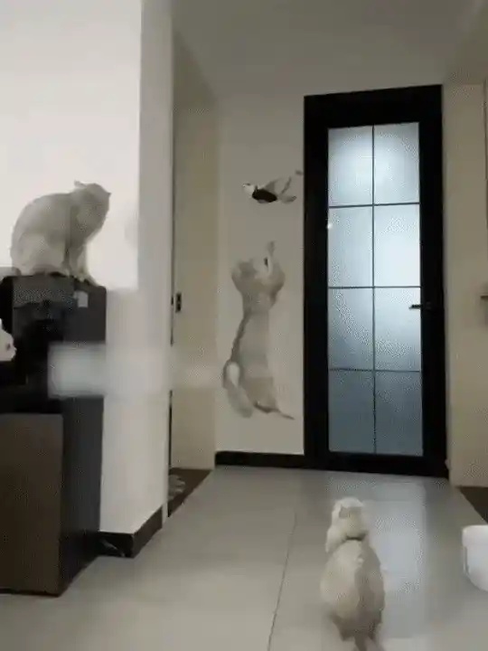 Cat playing with flying toy