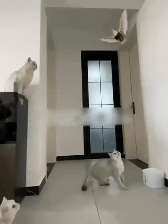 Cat enjoying the toy