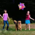 Jumping Activation Ball For Dogs And Cats - Image 9