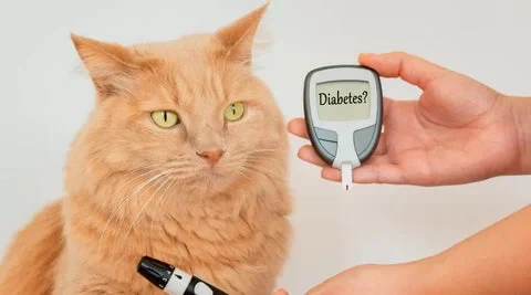 Cat health