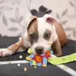 Dog Chew Toy Balls - Image 2