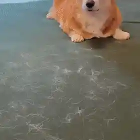Pet hair remover in action