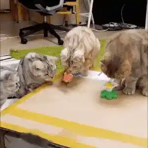 Cat playing with toy