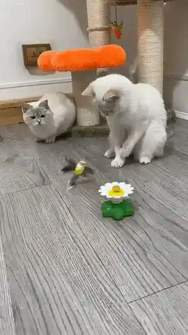 Cat enjoying toy