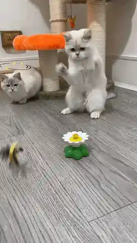 Cat exercising with toy