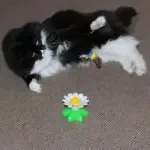 Interactive Bird Toy For Cat - Image 2