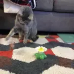 Interactive Bird Toy For Cat - Image 7