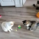 Interactive Bird Toy For Cat - Image 4