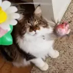 Interactive Bird Toy For Cat - Image 3