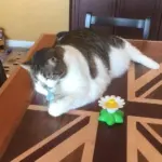 Interactive Bird Toy For Cat - Image 5