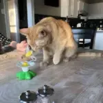 Interactive Bird Toy For Cat - Image 6