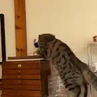 Interactive cat toy