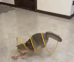 Cat playing with spiral tunnel toy