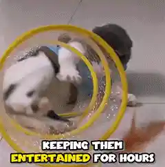 Cat playing with spiral tunnel toy