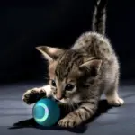 Treat Your Kitty To The Electric Ball Cat Toy