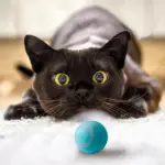Treat Your Kitty To The Electric Ball Cat Toy - Image 2