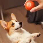 Treat Your Kitty To The Electric Ball Cat Toy - Image 8