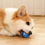 Treat Your Kitty To The Electric Ball Cat Toy - Image 9
