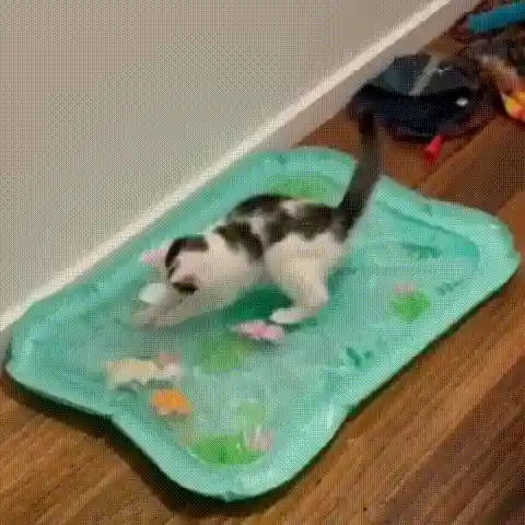 Cat toy in action