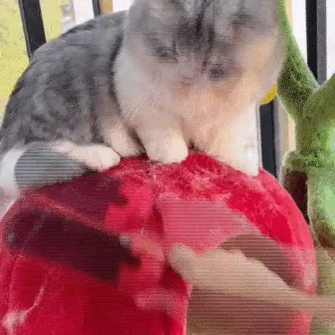 Pet Hair Adhesive Roller in action
