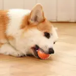 Automatic Smart Teasing Dog Ball - Image 4