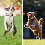 Automatic Smart Teasing Dog Ball - Image 7