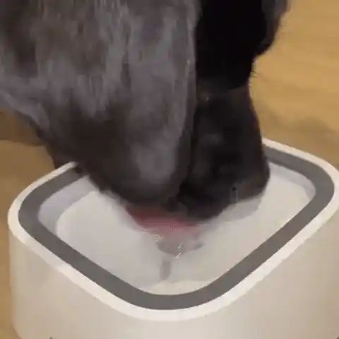 DryBowl safety features