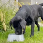Dry Bowl Dog Drinking - Image 7